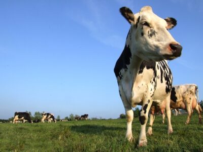 The Old Time Farm Magazines: Dairying, Forest Preservation, and Wintering Bees Image